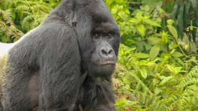 Ouganda : Nouvelle famille de gorilles  (28/02/2024)