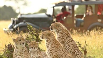 Kenya : Le visa a bien été supprimé le 1er Janvier 2024 (02/01/2024)