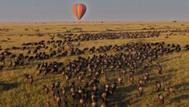 Wilderness Usawa élargit son offre avec de nouveaux camps dans le Serengeti en Tanzanie (23/06/2025).