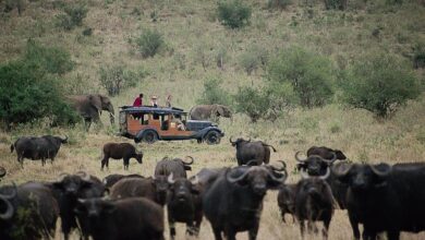 Assurance voyage, avons-nous besoin de toutes ces garanties ? (21/01/2025)