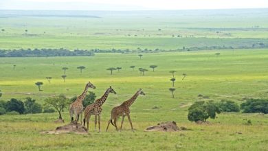 Démarches sanitaires pour un safari au Kenya ! (22/05/2021)