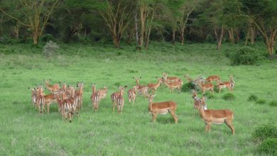 Jouissez de votre safari privé en Tanzanie en toute tranquillité ! (20/02/2021)