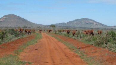 Augmentation des droits d’entrée dans les parcs et réserves au Kenya (23/09/2023)