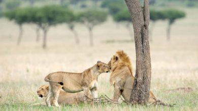 Réouverture des lodges et camps (Bis) ! (17/12/2020)