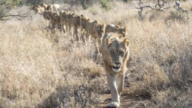 Bienvenue au Marriott Masai Mara (03/09/2022)