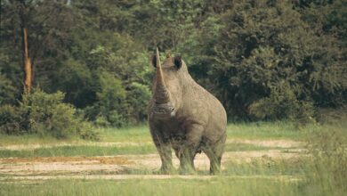 Le tourisme et la protection de la faune (31/12/2022)
