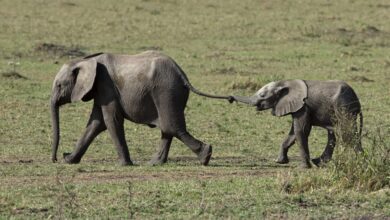 Réassurance publique : Une protection renforcée pour nos clients (11/02/2023)