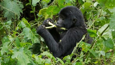L’Ouganda annonce 4 nouveaux aérodromes dans les parcs nationaux (10/06/2023)