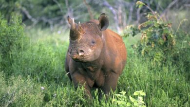 Wilderness annonce de nouveaux camps dans le Triangle du Masaï Mara au Kenya (18/06/2025).