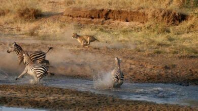 Leroo La Tau rénové (03/06/2023)