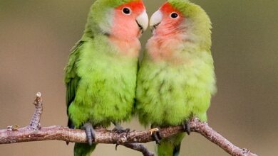 Nouveaux véhicules 4×4 (08/08/2024)