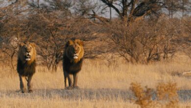 Accident en Namibie : une personne imprudente attaquée par un lion (02/06/2025).