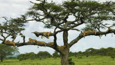 Plus de quarantaine pour les personnes vaccinées (22/03/2022)