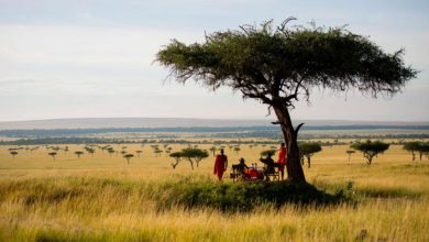 Coronavirus Covid-19 (11/08/2020)